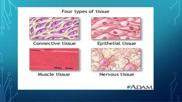 Plant and animal tissues