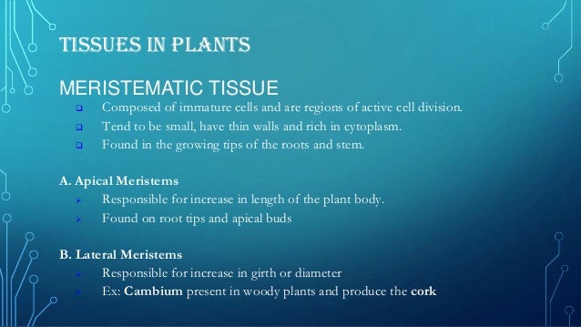 Plant and animal tissues Plant and animal tissues
