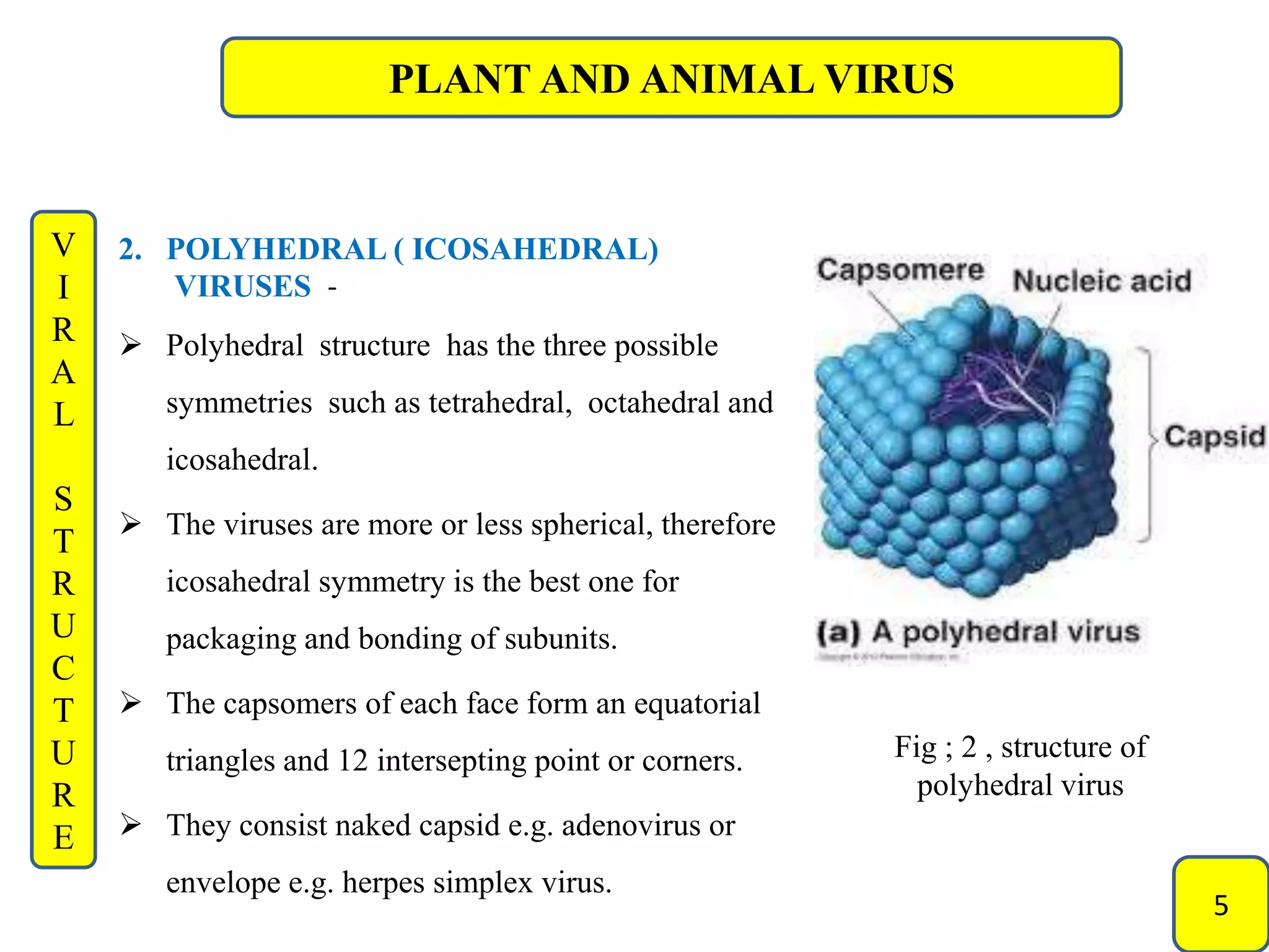 Plant and animal viruse | PPTX