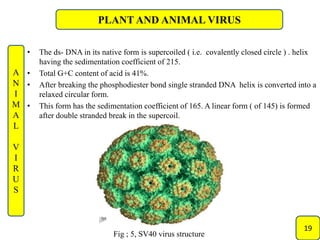 Plant and animal viruse