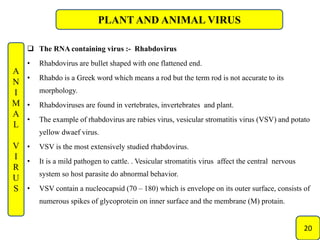 Plant and animal viruse