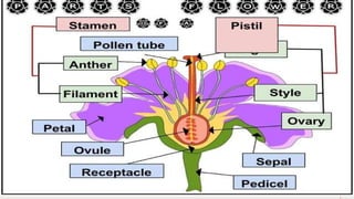 Parts of a plant and the parts of a flower | PPTX