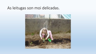 As leitugas son moi delicadas.
 