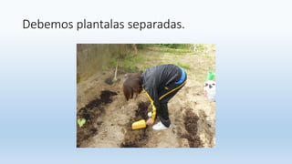 Debemos plantalas separadas.
 