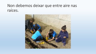 Non debemos deixar que entre aire nas
raíces.
 