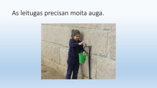 As leitugas precisan moita auga.
 