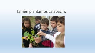 Tamén plantamos calabacín.
 