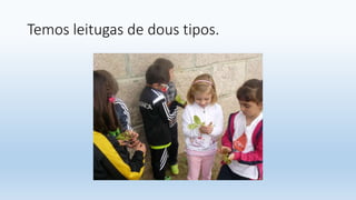 Temos leitugas de dous tipos.
 