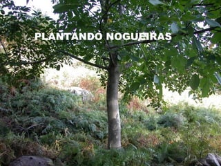 PLANTANDO NOGUEIRAS
 