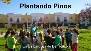 Plantando Pinos
En los parques de Benacazón
 
