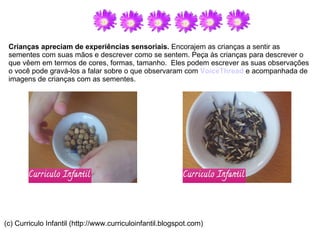 Crianças apreciam de experiências sensoriais.  Encorajem as crianças a sentir as sementes com suas mãos e descrever como se sentem. Peça às crianças para descrever o que vêem em termos de cores, formas, tamanho.  Eles podem escrever as suas observações o você pode gravá-los a falar sobre o que observaram com  VoiceThread  e acompanhada de imagens de crianças com as sementes.  (c) Curriculo Infantil (http://www.curriculoinfantil.blogspot.com) 