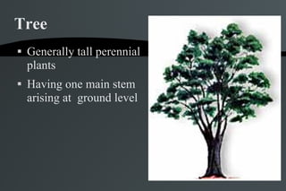 Plant And Structures | PPT