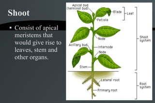 Shoot Consist of apical meristems that would give rise to leaves, stem and other organs. 