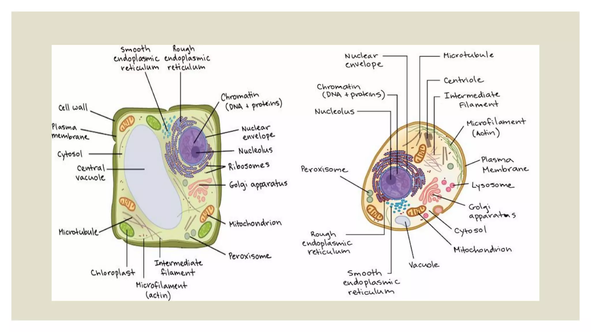 Plant and Animal cell differences | PDF