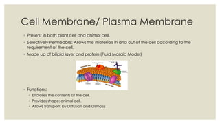 Cell Membrane/ Plasma Membrane
◦ Present in both plant cell and animal cell.
◦ Selectively Permeable: Allows the materials in and out of the cell according to the
requirement of the cell.
◦ Made up of bilipid layer and protein (Fluid Mosaic Model)
◦ Functions:
◦ Encloses the contents of the cell.
◦ Provides shape: animal cell.
◦ Allows transport: by Diffusion and Osmosis
 