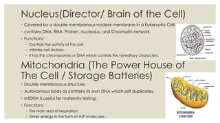 Nucleus(Director/ Brain of the Cell)
◦ Covered by a double membranous nuclear membrane in a Eukaryotic Cell.
◦ contains DNA, RNA, Protein, nucleolus, and Chromatin network
◦ Functions:
◦ Controls the activity of the cell.
◦ Initiates cell division.
◦ It has the chromosomes or DNA which controls the hereditary characters.
Mitochondria (The Power House of
The Cell / Storage Batteries)
◦ Double membranous structure.
◦ Autonomous body as contains its own DNA which self duplicates.
◦ mtDNA is useful for maternity testing.
◦ Functions:
◦ The main seat of respiration.
◦ Stores energy in the form of ATP molecules.
 