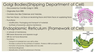 Golgi Bodies(Shipping Department of Cell)
◦ Discovered by Camillo Golgi in 1898.
◦ Originates from RER.
◦ Contains Sac like Cisternae and Vesicles.
◦ Has two faces – cis face or receiving face and trans face or supplying face.
◦ Functions:
◦ Modification, Packaging and transport of materials
◦ Synthesis of lysosomes, plasma membrane
Endoplasmic Reticulum (Framework of Cell)
◦ A network of membranes.
◦ RER bears ribosomes and appears rough
◦ SER do not have ribosomes
◦ Functions:
◦ Transport of materials from one cell to other.
◦ Provides a surface for the synthesis of material – Proteins in RER and Lipids in SER.
◦ Formation of lysosomes, Golgi bodies and vacuoles
◦ Membrane Biogenesis
◦ Detoxification of harmful substances in the liver.
 
