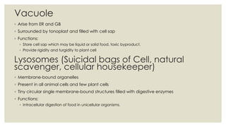 Vacuole
◦ Arise from ER and GB
◦ Surrounded by tonoplast and filled with cell sap
◦ Functions:
◦ Store cell sap which may be liquid or solid food, toxic byproduct.
◦ Provide rigidity and turgidity to plant cell
Lysosomes (Suicidal bags of Cell, natural
scavenger, cellular housekeeper)
◦ Membrane-bound organelles
◦ Present in all animal cells and few plant cells
◦ Tiny circular single membrane-bound structures filled with digestive enzymes
◦ Functions:
◦ Intracellular digestion of food in unicellular organisms.
 