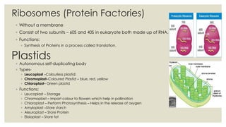 Ribosomes (Protein Factories)
◦ Without a membrane
◦ Consist of two subunits – 60S and 40S in eukaryote both made up of RNA.
◦ Functions:
◦ Synthesis of Proteins in a process called translation.
Plastids
◦ Autonomous self-duplicating body
◦ Types-
◦ Leucoplast –Colourless plastid;
◦ Chromoplast–Coloured Plastid – blue, red, yellow
◦ Chloroplast– Green plastid
◦ Functions:
◦ Leucoplast – Storage
◦ Chromoplast – impart colour to flowers which help in pollination
◦ Chloroplast – Perform Photosynthesis – Helps in the release of oxygen
◦ Amyloplast –Store starch
◦ Aleuroplast – Store Protein
◦ Elaioplast – Store fat
 