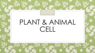 PLANT & ANIMAL
CELL
 
