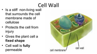 Cell Wall
• Is a stiff non-living wall
that surrounds the cell
membrane made of
cellulose
• Protects the cell from
injury
• Gives the plant cell a
fixed shape
• Cell wall is fully
permeable
 