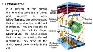 • Cytoskeleton
Is a network of thin fibrous
filaments that serve as the “bones
and muscles” of cells.
Microfilaments are cytoskeletons
that are also attached to the cell
membrane. They are responsible
for giving the cell its shape.
Microtubules are cytoskeletons
that are not connected to the cell
membrane. They serve as the
anchorage of the organelles in the
cell
 