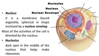 • Nucleus
it is a membrane bound
organelle, spherical in shape
enclosed by a nuclear envelop.
Most of the activities of the cell is
directed by the nucleus.
• Nucleolus
dark spot in the middle of the
nucleus that helps make
ribosomes
Nucleus
Nucleolus
Nuclear Envelope
 