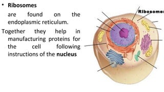 • Ribosomes
are found on the
endoplasmic reticulum.
Together they help in
manufacturing proteins for
the cell following
instructions of the nucleus
Ribosomes
 