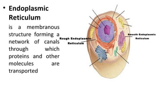• Endoplasmic
Reticulum
is a membranous
structure forming a
network of canals
through which
proteins and other
molecules are
transported
Smooth Endoplasmic
ReticulumRough Endoplasmic
Reticulum
 