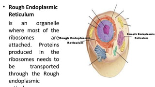 • Rough Endoplasmic
Reticulum
is an organelle
where most of the
ribosomes are
attached. Proteins
produced in the
ribosomes needs to
be transported
through the Rough
endoplasmic
Smooth Endoplasmic
ReticulumRough Endoplasmic
Reticulum
 