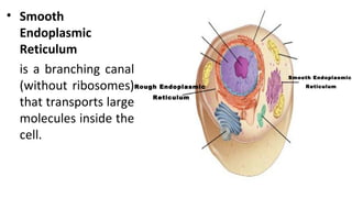 • Smooth
Endoplasmic
Reticulum
is a branching canal
(without ribosomes)
that transports large
molecules inside the
cell.
Smooth Endoplasmic
ReticulumRough Endoplasmic
Reticulum
 