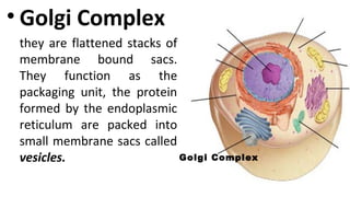 • Golgi Complex
they are flattened stacks of
membrane bound sacs.
They function as the
packaging unit, the protein
formed by the endoplasmic
reticulum are packed into
small membrane sacs called
vesicles. Golgi Complex
 