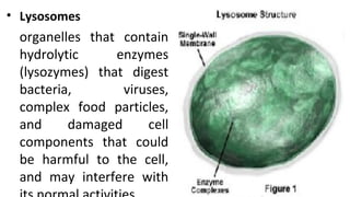 • Lysosomes
organelles that contain
hydrolytic enzymes
(lysozymes) that digest
bacteria, viruses,
complex food particles,
and damaged cell
components that could
be harmful to the cell,
and may interfere with
 