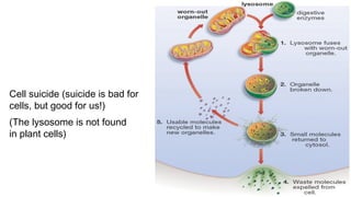 Cell suicide (suicide is bad for
cells, but good for us!)
(The lysosome is not found
in plant cells)
 