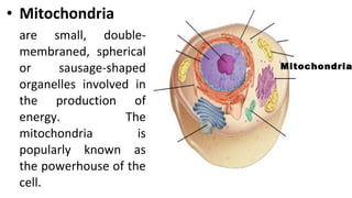 • Mitochondria
are small, double-
membraned, spherical
or sausage-shaped
organelles involved in
the production of
energy. The
mitochondria is
popularly known as
the powerhouse of the
cell.
Mitochondria
 