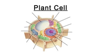 Plant Cell
 