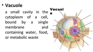 • Vacuole
a small cavity in the
cytoplasm of a cell,
bound by a single
membrane and
containing water, food,
or metabolic waste
Vacuol
e
 