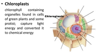 • Chloroplasts
chlorophyll containing
organelles found in cells
of green plants and some
protist; capture light
energy and converted it
to chemical energy
Chloroplasts
 
