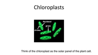 Chloroplasts
Think of the chloroplast as the solar panel of the plant cell.
 