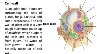 • Cell wall
is an additional boundary
surrounding the cells of
plants, fungi, bacteria, and
some protozoans. The cell
wall of plant cells is a very
tough substance made up
of cellulose, which support
the cells and protects it
from injury. The wood of
fully-grown plants is
basically made up of cell
wall.
Cell Wall
 