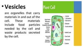 •Vesicles
are organelles that carry
materials in and out of the
cell. These materials
include food particles
needed by the cell and
waste products secreted
by the cell.
 