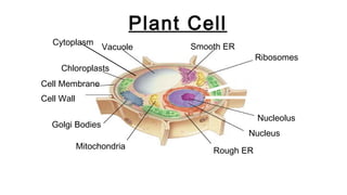 Plant Cell
Cell Membrane
Vacuole
Chloroplasts
Cell Wall
Nucleolus
Nucleus
Rough ER
Smooth ER
Golgi Bodies
Mitochondria
Ribosomes
Cytoplasm
 