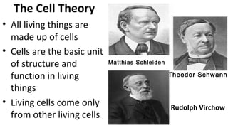 The Cell Theory
• All living things are
made up of cells
• Cells are the basic unit
of structure and
function in living
things
• Living cells come only
from other living cells
• Rudolph Virchow
Matthias Schleiden
Theodor Schwann
 