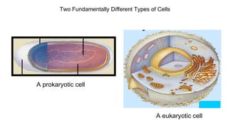 Two Fundamentally Different Types of Cells
A prokaryotic cell
A eukaryotic cell
 