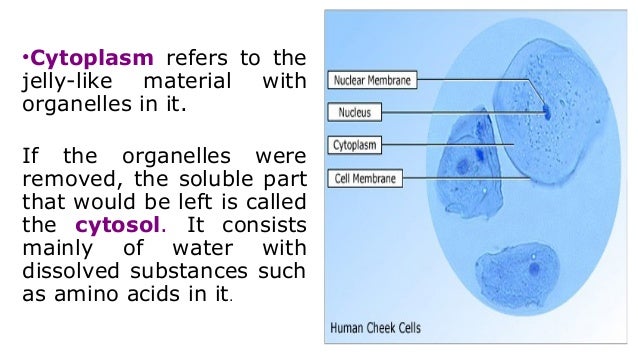Plant & animal cell for discussion