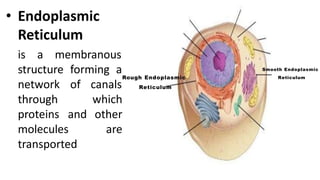 • Endoplasmic
Reticulum
is a membranous
structure forming a
of canals
network
through
proteins
which
and other
are
molecul...