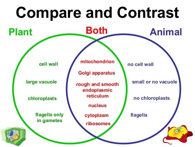 Biology4kids.com: cell structure: chloroplasts