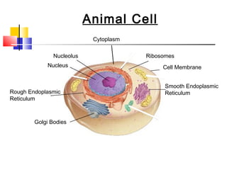 Plant & animal cells