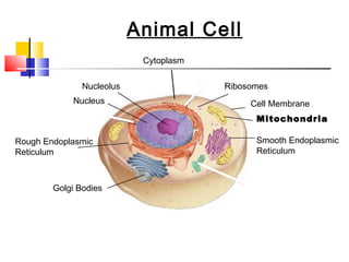 endoplasmic reticulum function animal cell