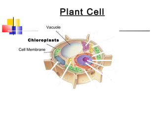 Plant & animal cells